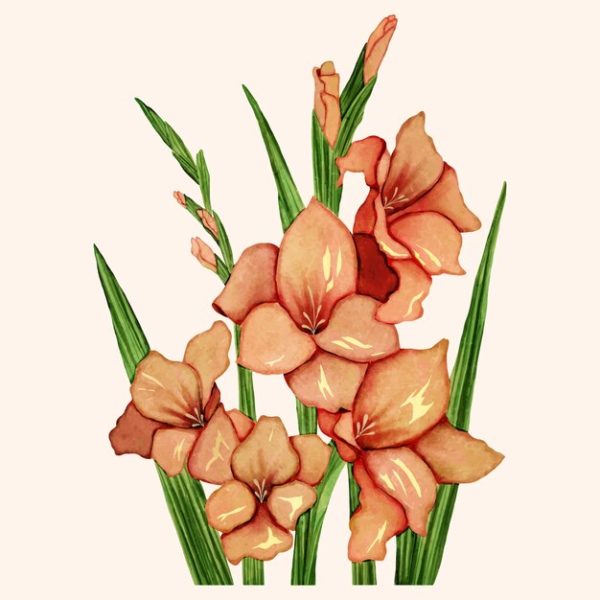The Symbolic Journey of Gladiolus: From Bulb to Blossom