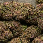 Learn How to Choose the Right delta 8 flower for Your Needs