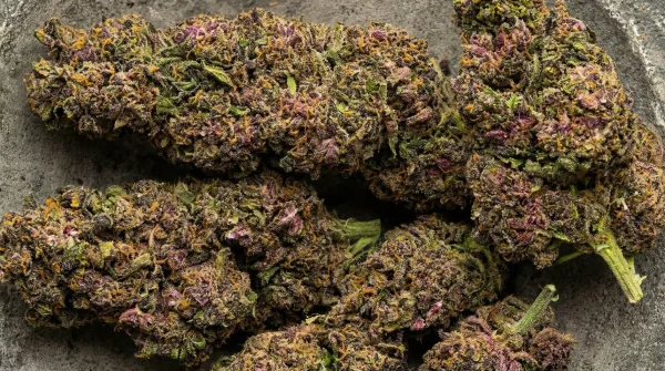 Learn How to Choose the Right delta 8 flower for Your Needs